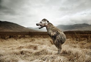 Kiwi-Hund.jpg